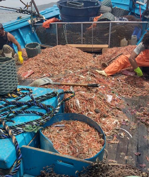 foto 2 apreensao de toneladas de pescado ilegal durantweb