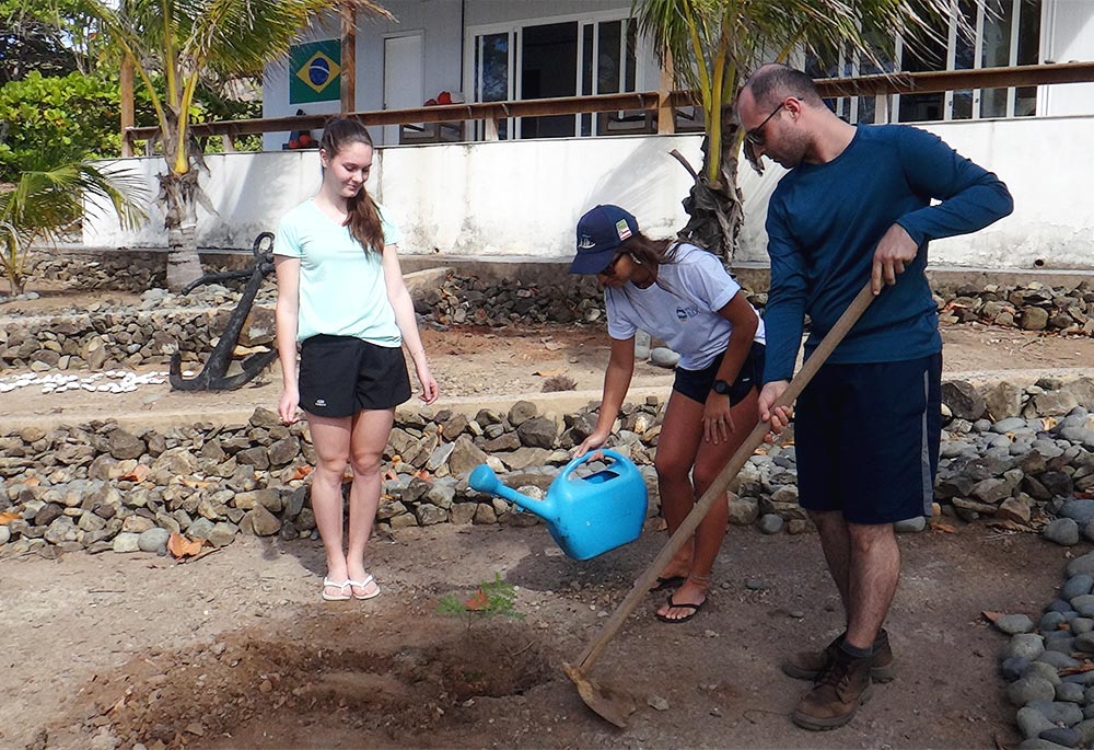 pesquisadores plantam muda de pau brasil na estacao cientifica da ilha da trindade