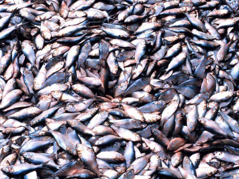 Com barcos pesqueiros parados por causa do COVID-19, os peixes vão se recuperar?