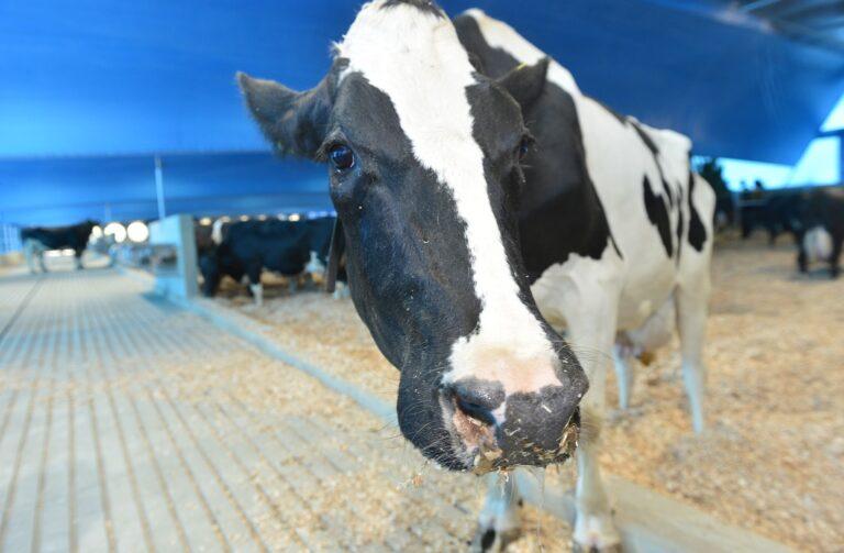 Embrapa utiliza IoT para redução de estresse e infecções em vacas durante a produção de leite