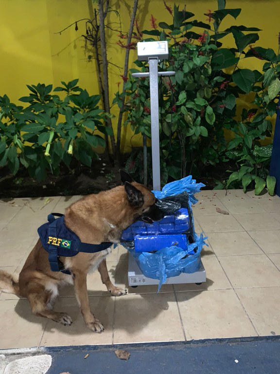 Com auxílio da cadela K9 Raia PRF apreende 25kg de maconha na BR 116