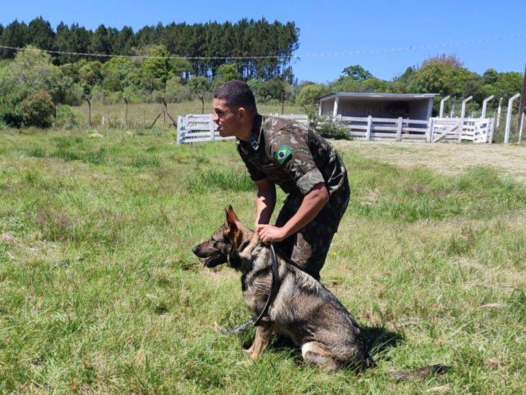 Cães de Trabalho Policial são foco de seminário da Polícia do Exército
