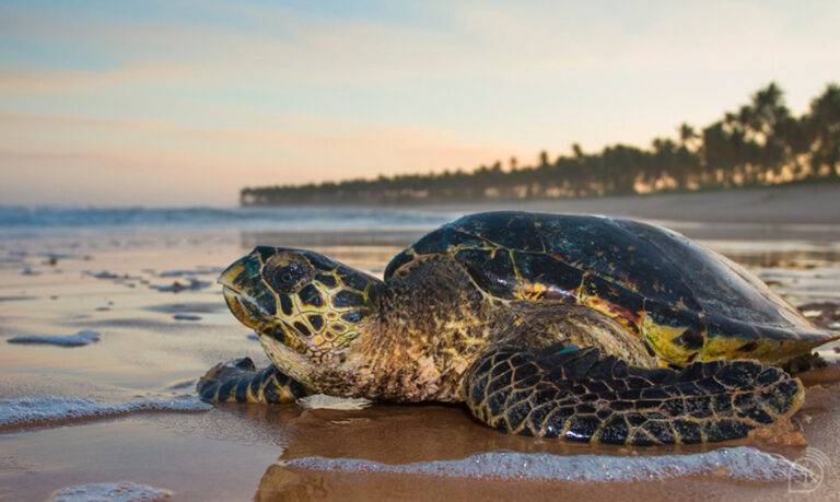 Tartarugas marinhas: saiba como salvar dois milhões de filhotes