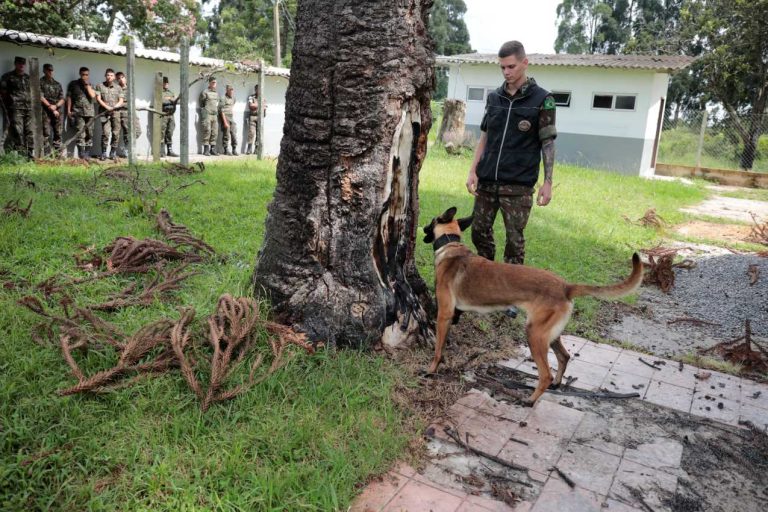 Polícia do Exército treina cães farejadores em Curitiba