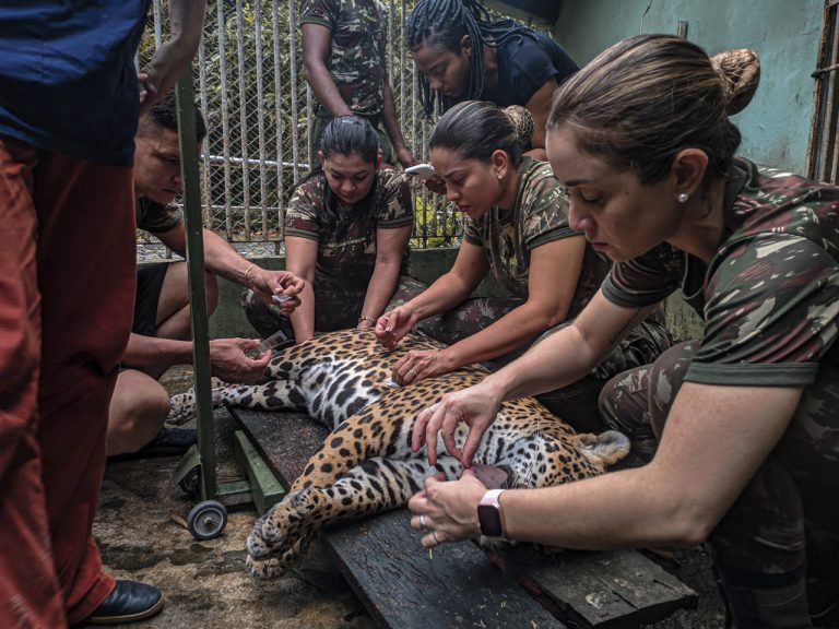 Zoológico do CIGS recebe comitiva de pesquisadoras para estudo da fauna amazônica