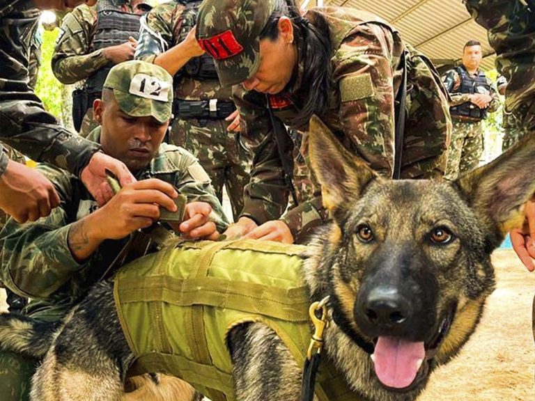 Inicia o Estágio de Adestradores de Cães de Guerra no 1° Batalhão de Polícia do Exército