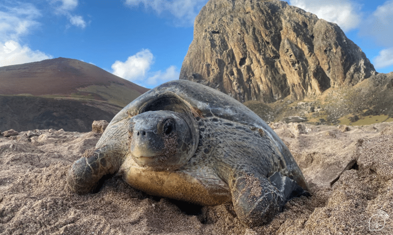 União Pela Natureza: Marinha e Pesquisadores Realizam Ação de Limpeza na Ilha da Trindade