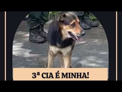A Incrível Cadela Juma que Adotou uma Companhia Militar!
