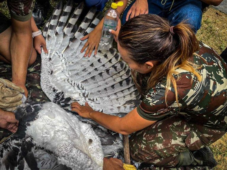 Zoológico do CIGS em Manaus: Bastião na Preservação da Majestosa Harpia Amazônica