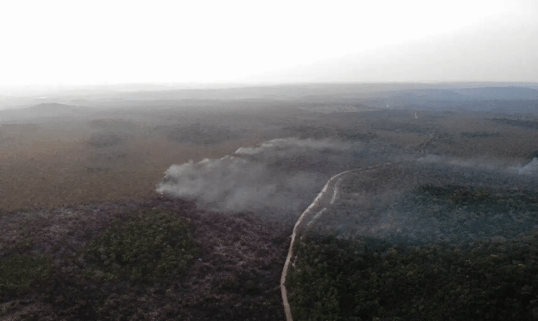 Aumento Alarmante das Queimadas no Brasil: Uma Análise Detalhada dos Impactos e Desafios