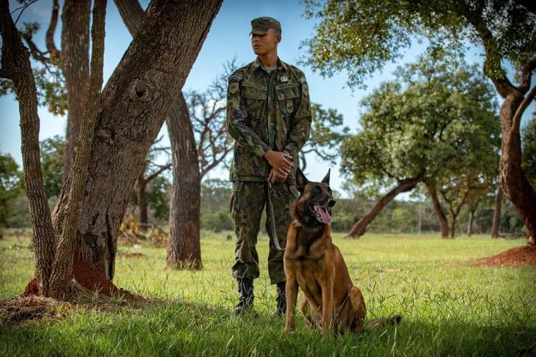 A VALORIZAÇÃO DO FARO CANINO NAS OPERAÇÕES DE SEGURANÇA E DEFESA DA FAB