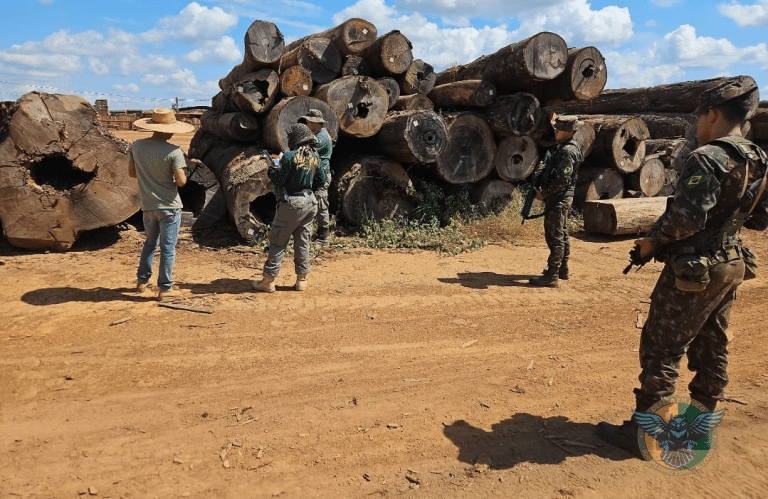 Exército apreende R$ 6 milhões em madeira ilegal na Operação Curaretinga II