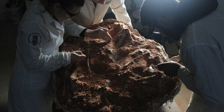 RS: descoberto esqueleto de dinossauro com mais de 200 milhões de anos