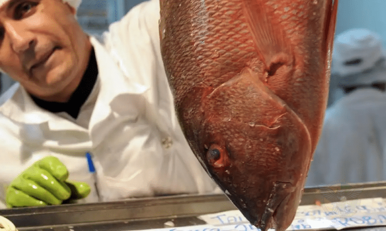 Falta de dados afeta gestão da pesca no brasil, aponta relatório