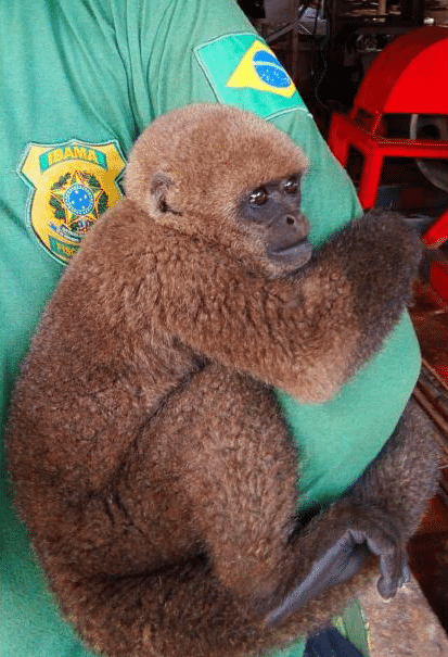 Operação Ágata: Militares resgatam macaco e ovos de tartaruga em ação contra crimes ambientais