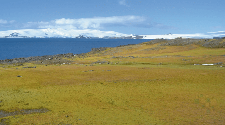 Antártida fica mais verde e cientistas alertam para colapso climático