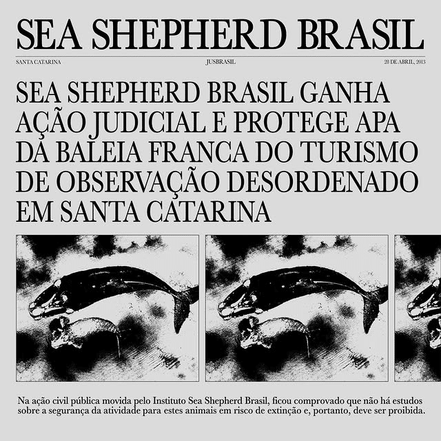 Sea Shepherd Brasil garante preservação da baleia-franca