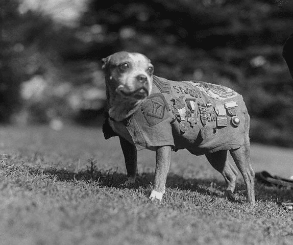 Cachorro com jaqueta cheia de medalhas.