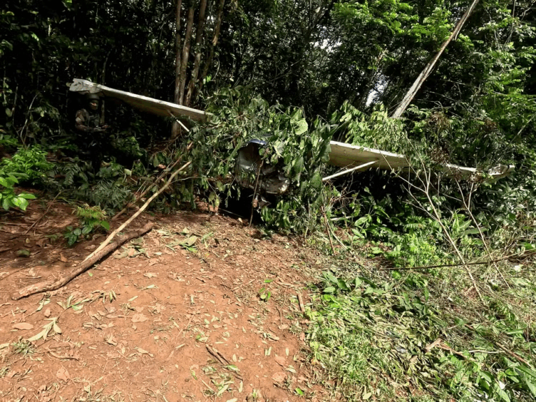 Avião pequeno coberto de folhas na floresta densa.