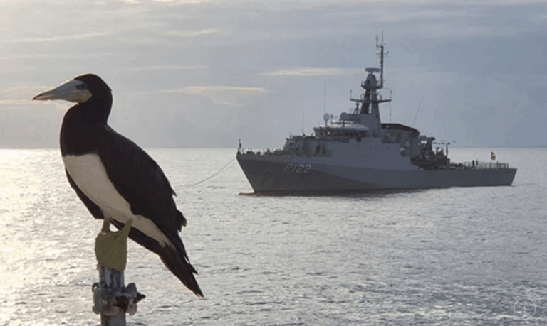 Ave em frente a navio militar no oceano.